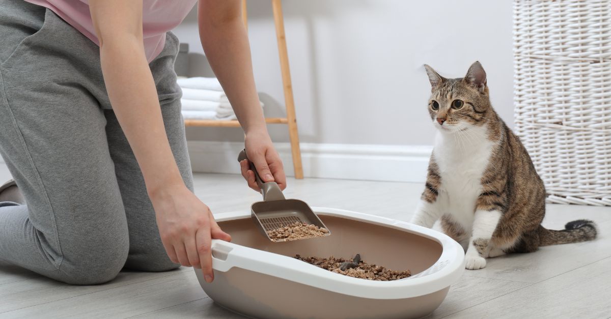 Clean litter box